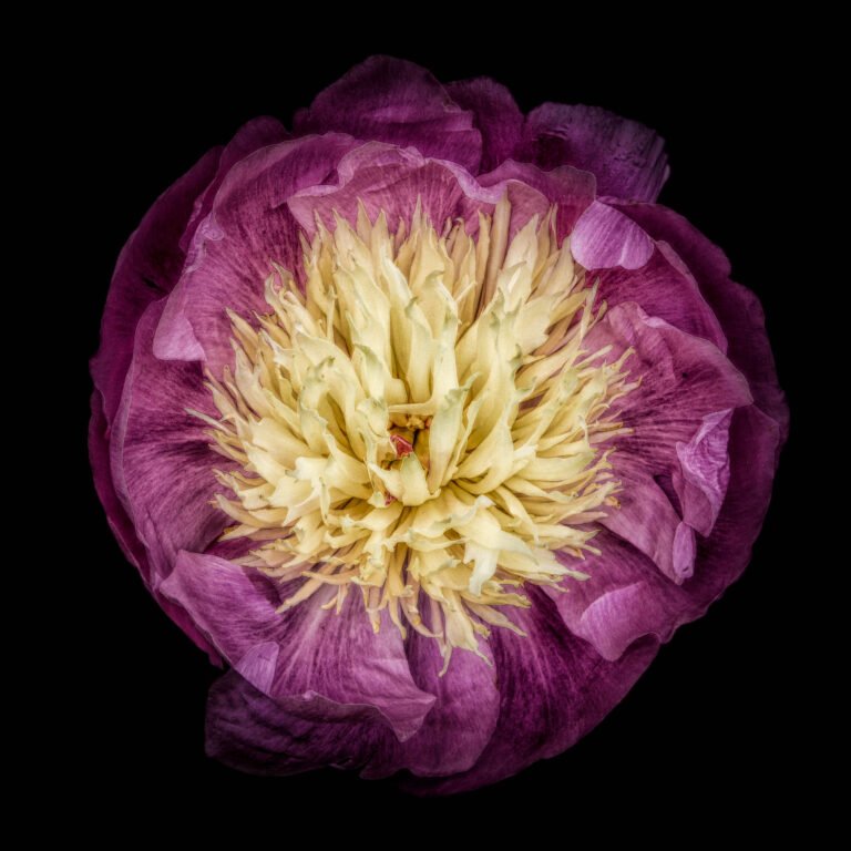 In Defense of Beauty